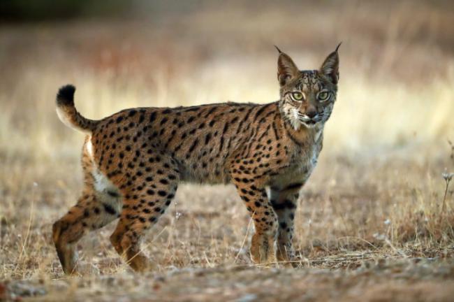 Ejemplar joven de lince ibérico (foto: Karlos Lomsky / Adobe Stock).