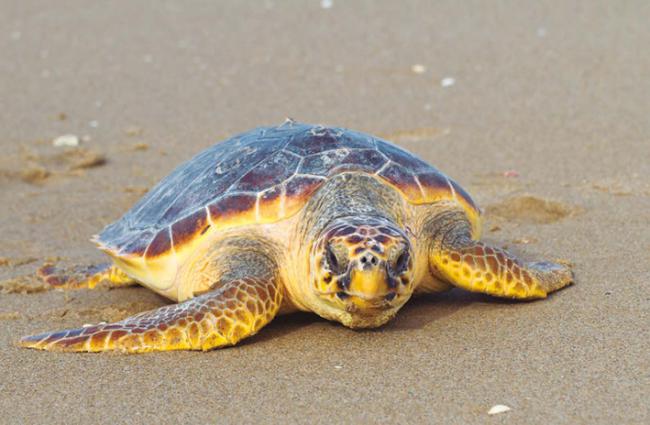 Una tortuga boba adulta se desplaza por una playa (foto: Benjaminet / Adobe Stock).