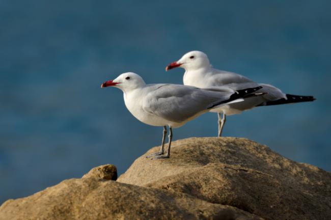 Dos gaviotas de Audouin reposan sobre una roca (foto: Phototrip.cz / Adobe Stock).