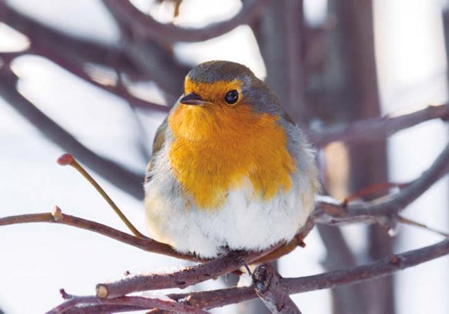 Petirrojo (foto: alexbush / Adobe Stock).