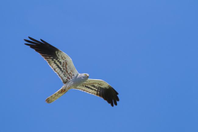 Macho adulto de aguilucho cenizo en vuelo (foto: AGAMI / Adobe Stock).