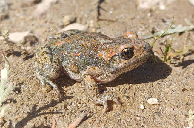 Ejemplar adulto de la nueva subespecie Alytes obstetricans lusitanicus (foto: Carlos Caballero Díaz).