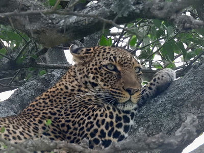 Ejemplar adulto de la nueva subespecie Alytes obstetricans lusitanicus (foto: Carlos Caballero Díaz).