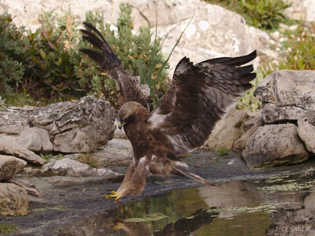 Águila calzada de morfo oscuro acudiendo a su baño diario (foto: Joan Cesari).