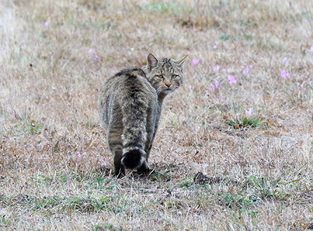 Gato montés en su hábitat natural (foto: Francisco J. Contreras).