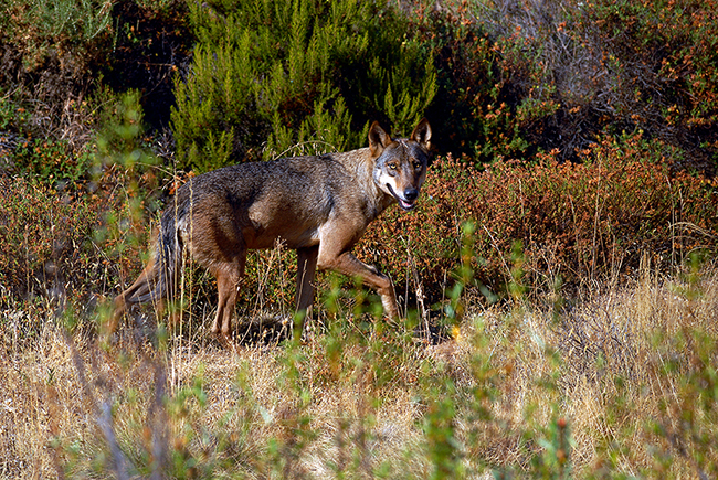Un lobo ibérico con pelaje de verano camina por una zona de monte mediterráneo. La fotografía está hecha en el hábitat natural del lobo en el noroeste ibérico.