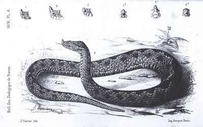 Víbora hocicuda (Vipera latastei) según un grabado de J. Terrier publicado por Boscá en la descripción formal de la especie en el Bulletin de la Société Zoologique de France en 1878.