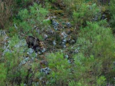 Oso cantábrico fotografiado en su hábitat del Parque Natural de las Fuentes del Narcea, Degaña e Ibias (Asturias). Foto: Juan Carlos Muñoz / Adobe Stock.