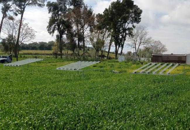 Finca agrícola situada en la provincia de Sevilla donde se cultivan cereales en régimen de secano. En algunas parcelas se han instalado dispositivos para excluir el agua de lluvia y simular las consecuencias de futuras sequías (foto: Marta Goberna).