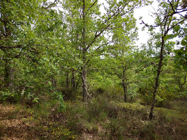 Espeso rebollar en Tabanera de Valdavia (Palencia), sobre terrenos antaño dedicados al cultivo de cereales (foto: autores).