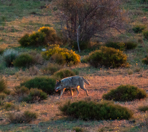 Lobo fotografiado en mayo de 2014 en el Valle del Lozoya. Posiblemente se trataba de una hembra preñada (foto: autores del artículo).