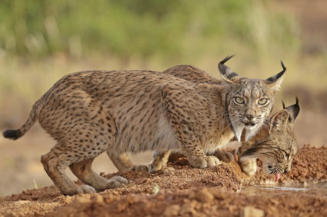 Dos linces ibéricos jóvenes nacidos en libertad en la provincia de Ciudad Real beben en un punto de agua (foto: Antonio Liébana).