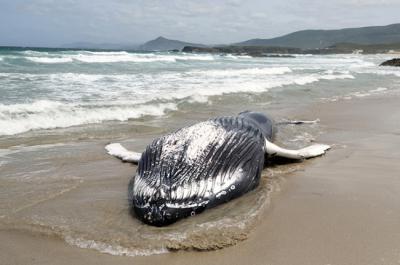 Juvenil de yubarta varado en una playa de Ferrol (A Coruña) a finales de junio de 2023 (foto: CEMMA).