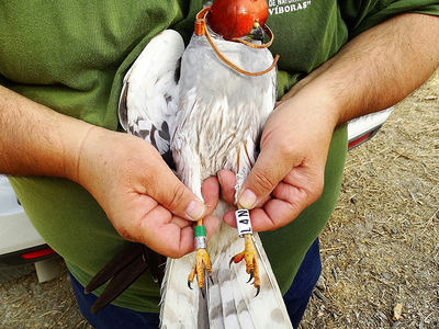 Macho de aguilucho cenizo, con los tres tipos de anillas reglamentarias del proyecto que se ha llevado a cabo en la provincia de Jaén (foto: Erithacus Sur).