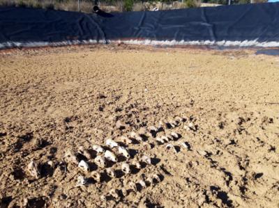 Cráneos acumulados de animales que murieron ahogados en una balsa de Utiel (Valencia). Foto: Agentes Medioambientales de la Comunidad Valenciana.