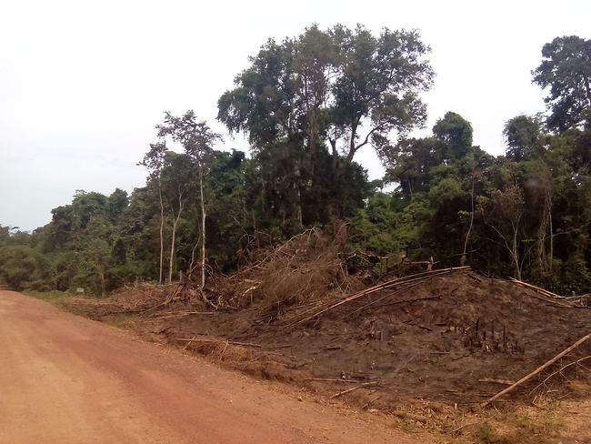 Ejemplo de deforestación de bosque primario en Ghana. El cartel que aparece al fondo marca el final de un parque nacional. La deforestación para la plantación de cacao llega hasta esa misma línea (foto: Sandra Goded).