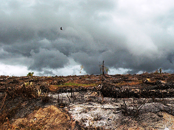 Un milano negro de pico amarillo (Milvus migrans parasitus) sobrevuela una zona recién deforestada para su explotación minera de oro en Ghana (foto: Nico Arcilla).