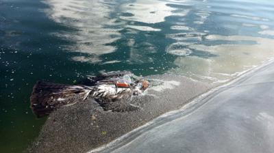 Águila de Bonelli muerta y con su emisor GPS visible en una balsa de riego de la Región de Murcia. Foto: Mario León.