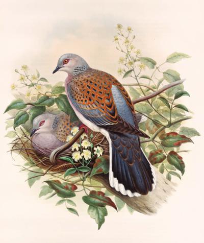 Pareja reproductora de tórtola europea en su nido. Lámina de John Gould (1862).