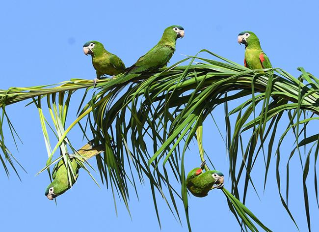 Grupo de guacamayo noble (Diopsittaca cumanensis) posado en una hoja de palmera del género Attalea (foto: José Luis Tella).