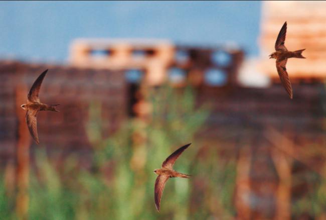 Tres vencejos pálidos vuelan en un hábitat urbano. Esta especie es la que ha registrado más presencia de plástico en sus nidos entre los vencejos estudiados (foto: AGAMI / Adobe Stock).