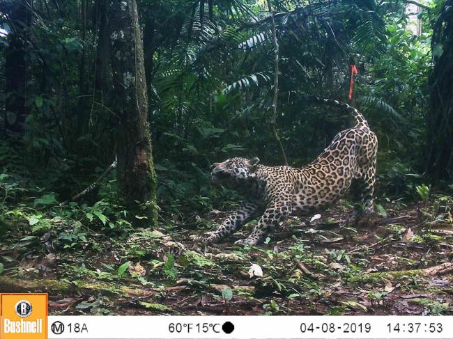 Imagen de fototrampeo de un jaguar (foto: WWF).