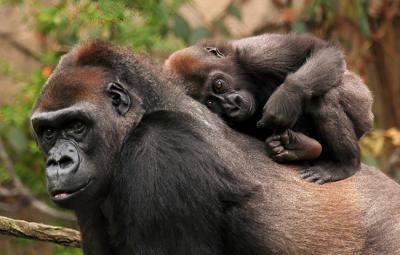 Un gorila transporta a su cría sobre la espalda.