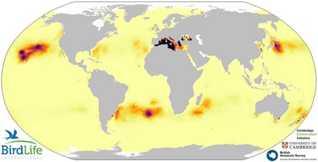 Mapa de solapamiento entre distribución de plásticos y de petreles y pardelas a nivel global, indicando las zonas de mayor riesgo, entre las que destaca el Mediterráneo.