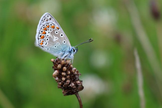 Ejemplar de mariposa ícaro (Polyommatus icarus). Foto: Marjan Postma / Wikicommons.