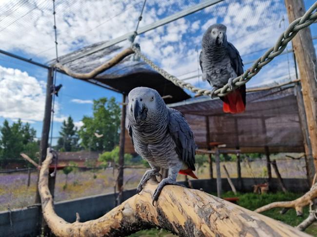 Dos de los loros grises trasladados a África, cuando estaban en las instalaciones españolas de la fundación FIEB (foto: Miteco).