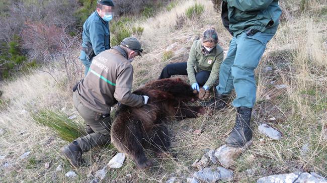 Examen visual de la osa abatida durante una cacería en la Montaña Palentina en 2020.