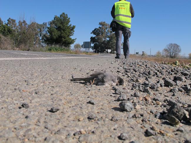 Un voluntario del Proyecto SAFE durante una prospección en un tramo de carretera donde aparece en primer plano una curruca cabecinegra atropellada (foto: Manuel Oñorbe).