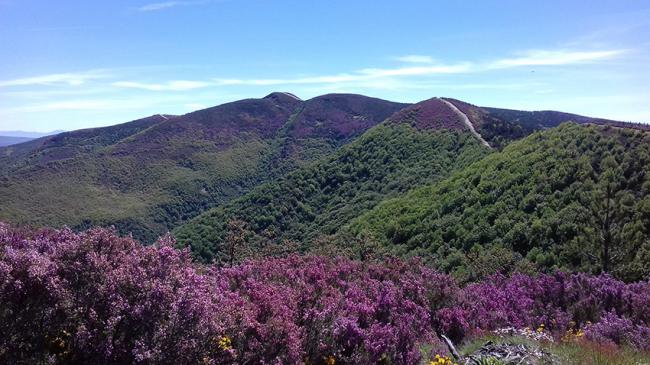 Vista parcial del cordal donde se situará el parque eólico de Barjas, en El Bierzo (foto: J. Guitián).