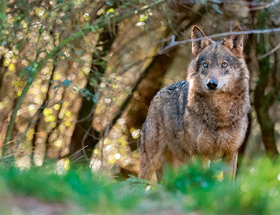 Lobo ibérico fotografiado en condiciones controladas (foto: Ramón Carretero / Shutterstock).