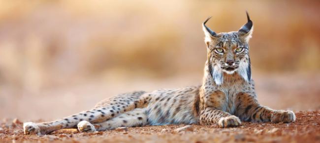 Un lince ibérico descansa mientras observa al fotógrafo (foto: Goyo Mora / Adobe Stock).