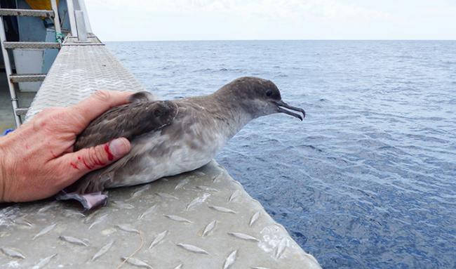 La pardela balear “Maireta” en el momento de ser liberada, tras ser marcada con un dispositivo GPS (foto: Pep Arcos - SEO/BirdLife).