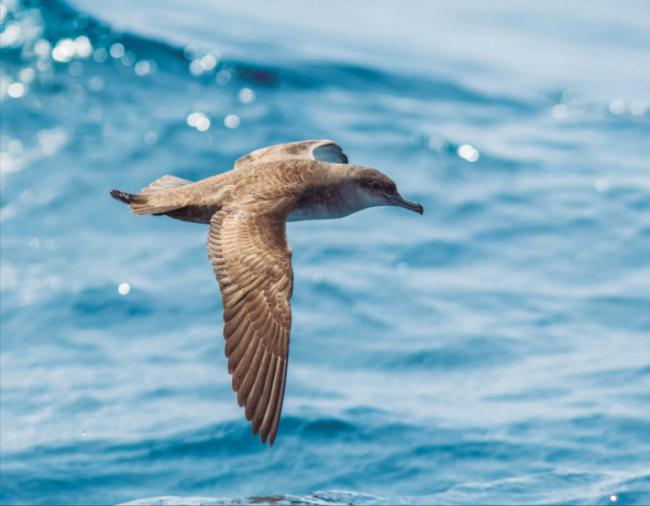 Una pardela balear sobrevuela la superficie del mar Mediterráneo (foto: Arnau / Adobe Stock).