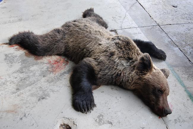 Oso pardo (un macho joven) atropellado en 2008 en la autovía A-6 a su paso por El Bierzo (León). Foto: FOP.