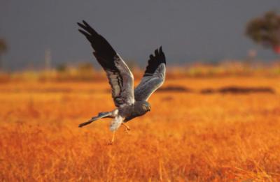 Un macho adulto de aguilucho cenizo levanta el vuelo (foto: Reality Images / Adobe Stock).