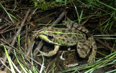 Rana común perteneciente a la población de Doñana, una de las especies en las se ha basado el estudio (fotos: Íñigo Martínez Solano).