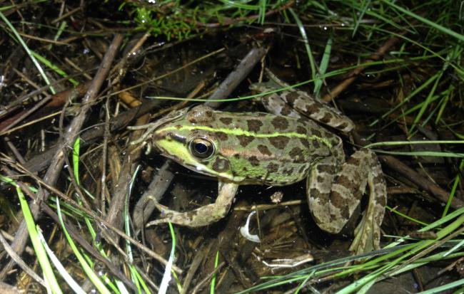 Rana común perteneciente a la población de Doñana, una de las especies en las se ha basado el estudio (fotos: Íñigo Martínez Solano).