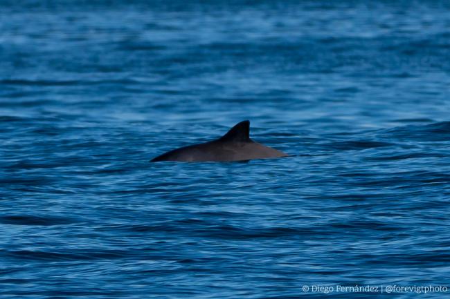 Lomo y aleta dorsal de una marsopa en aguas de Galicia (foto: Diego Fernández).