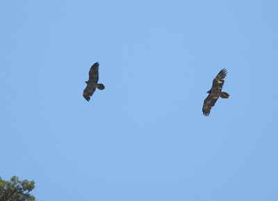 Dos quebrantahuesos procedentes del proyecto de reintroducción de la especie en Andalucía, fotografiados en 2021 en la Sierra de Castril (Granada). Foto: Nerea Martínez.