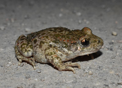 Ejemplar adulto de Alytes almogavarii localizado en los alrededores de un vivero en la Comunidad de Madrid, donde no se conocían poblaciones previas de esta especie (foto: Carlos Caballero-Díaz).