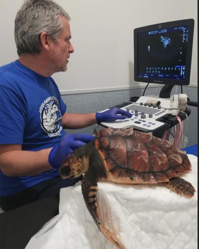 Tortuga boba sometida a un TAC en el hospital veterinario Rof Codina, ante la sospecha de que pudiera padecer una enfermedad respiratoria. Este centro, dependiente de la Facultad de Veterinaria de la Universidad de Santiago, se encuentra situado en la ciudad de Lugo (foto: CEMMA).