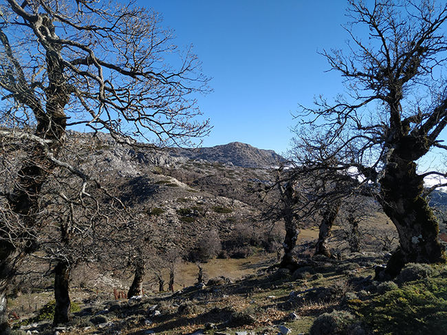 Sector de la Sierra de las Nieves (Málaga), espacio natural que muy probablemente se convierta en el decimosexto parque nacional (foto: Manuel Oñorbe).
