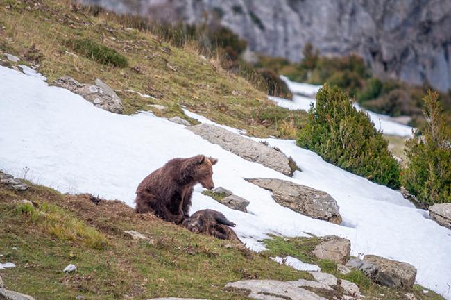 "Camille", el último macho autóctono de la población osera pirenacia, carroñea un jabalí en la zona de Ansó (Huesca), fechas antes de su desaparición allá por 2010 (foto: Jaime Solanas).