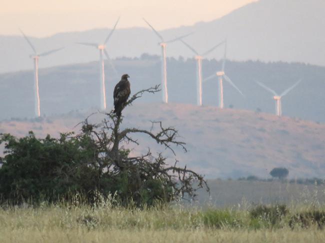 Un águila real descansa posada cerca de un parque eólico del suroeste de la provincia de Soria (foto: Javier Talegón).