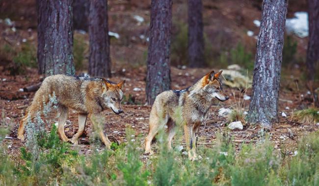 Lobos ibéricos fotografiados en condiciones de semi-libertad en el interior de un pinar (foto: LFRabanedo / Adobe Stock).