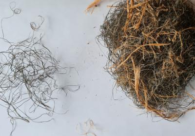 Fragmentos de plásticos procedentes de nidos de urraca. A la derecha de la fotografía estos fragmentos están mezclados con elementos naturales.